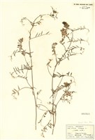 藏品(多花野碗豆)的圖片